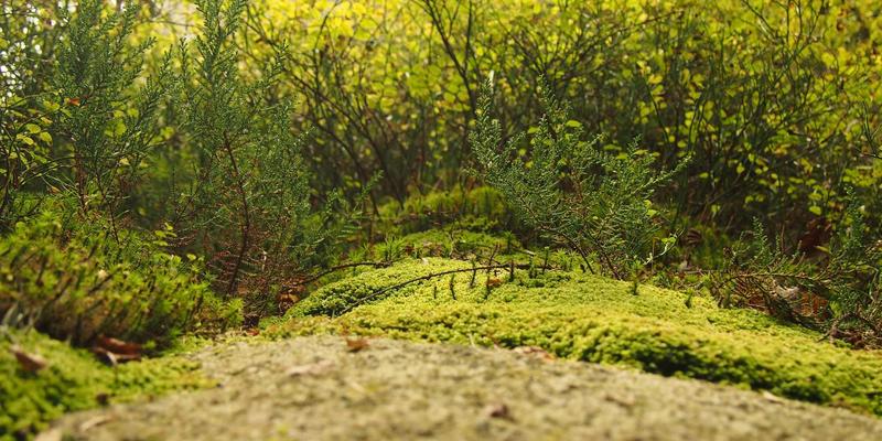 视觉制胜:揭秘品牌VI设计的核心要点与实战策略